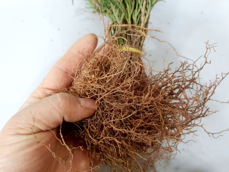 장터 상품 [에메랄드그린 블루엔젤 털이묘 분양합니다.] 썸네일