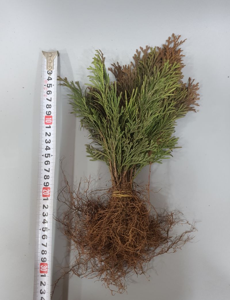 서울농원묘목님의 장터 판매 상품 [에메랄드그린 블루엔젤 털이묘 분양합니다.] 첨부 사진