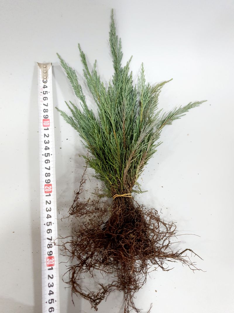 서울농원묘목님의 장터 판매 상품 [에메랄드그린 블루엔젤 털이묘 분양합니다.] 첨부 사진