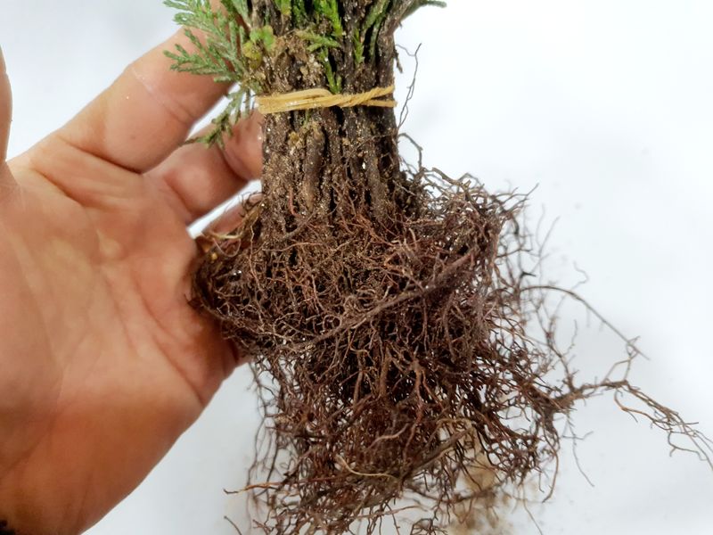 서울농원묘목님의 장터 판매 상품 [에메랄드그린 블루엔젤 털이묘 분양합니다.] 첨부 사진