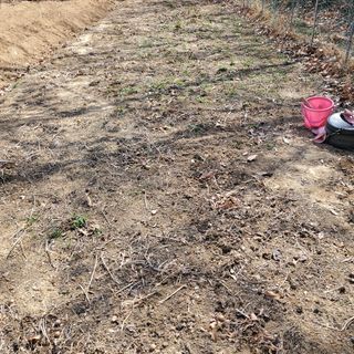 봉덕팜님의 기타작물 · 자유게시판 작성글 사진