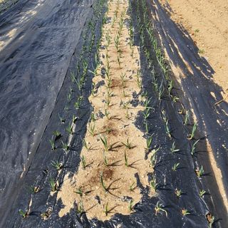 봉덕팜님의 기타작물 · 자유게시판 작성글 사진