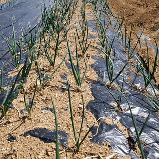 봉덕팜님의 기타작물 · 자유게시판 작성글 사진