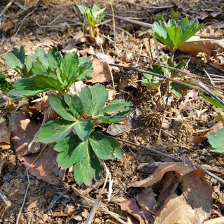 봉덕팜님의 기타작물 · 자유게시판 작성글 사진