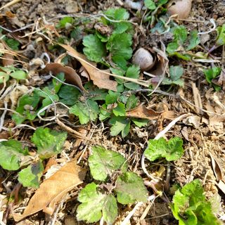 봉덕팜님의 기타작물 · 자유게시판 작성글 사진