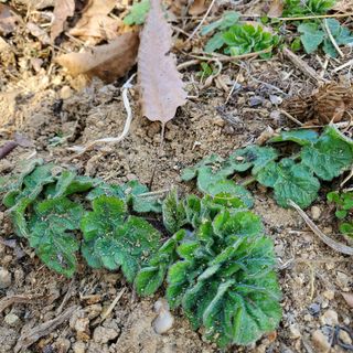 봉덕팜님의 기타작물 · 자유게시판 작성글 사진