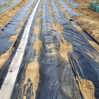 봉덕팜님의 기타작물 · 자유게시판 작성글 사진