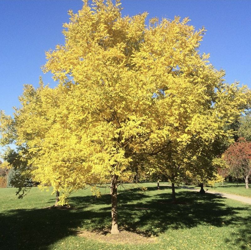 장터 상품 [황금회화나무 분다리묘(분묘) 3년생] 썸네일
