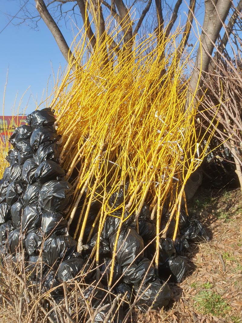 서울농원묘목님의 장터 판매 상품 [황금회화나무 분다리묘(분묘) 3년생] 첨부 사진