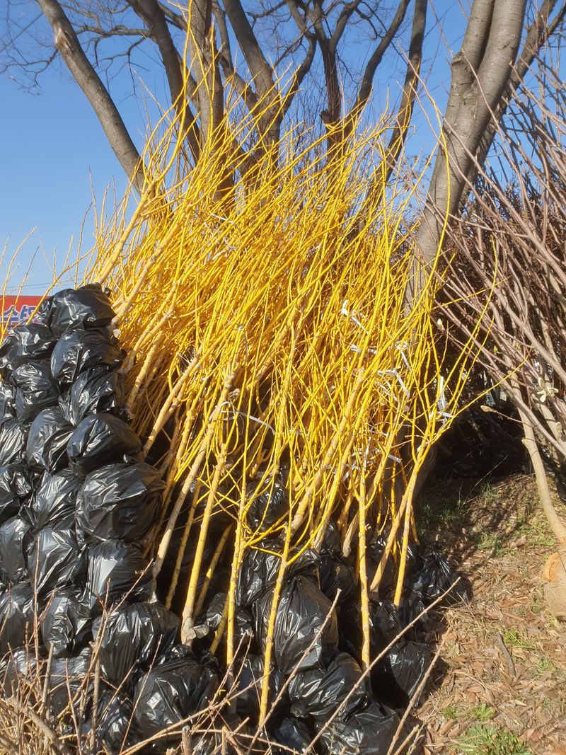 서울농원묘목님의 장터 판매 상품 [황금회화나무 분다리묘(분묘) 3년생] 첨부 사진