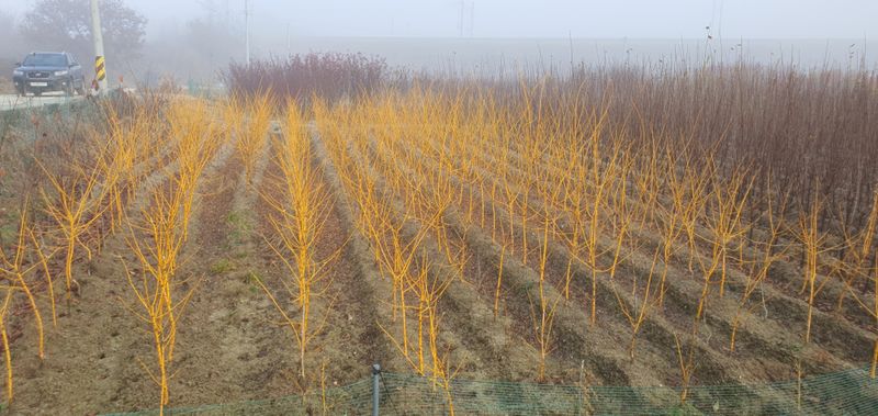 서울농원묘목님의 장터 판매 상품 [황금회화나무 분다리묘(분묘) 3년생] 첨부 사진