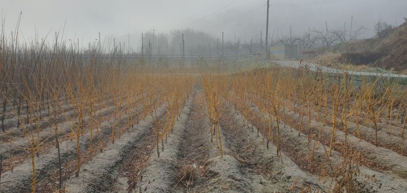 서울농원묘목님의 장터 판매 상품 [황금회화나무 분다리묘(분묘) 3년생] 첨부 사진