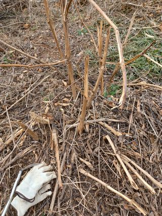 알 수 없음님의 두릅 · 품종•종자 작성글 사진