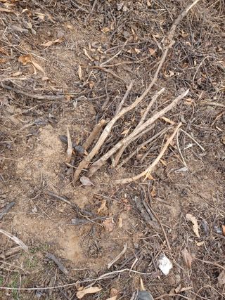 알 수 없음님의 두릅 · 품종•종자 작성글 사진