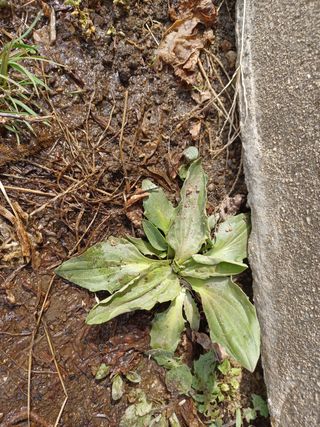 알 수 없음님의 두릅 · 품종•종자 작성글 사진