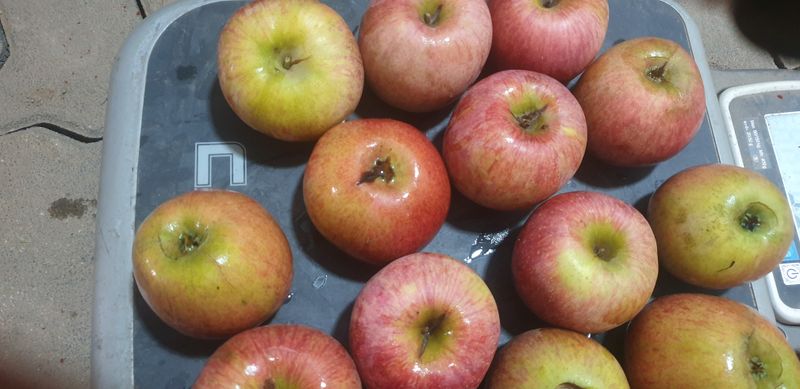 백두농원님의 장터 판매 상품 [봉화사과 10키로 미얀마부사 주스용 팝니다 ] 첨부 사진