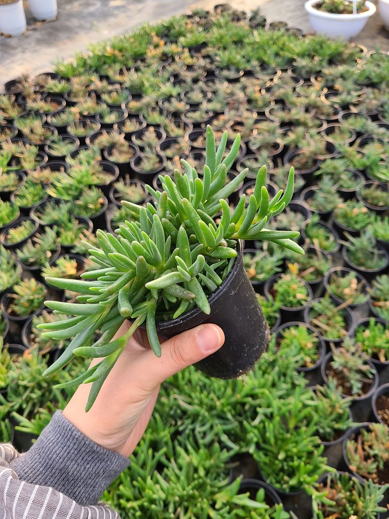 장터 상품 [송엽국(10개) 묶음 판매합니다(판매중단)] 썸네일