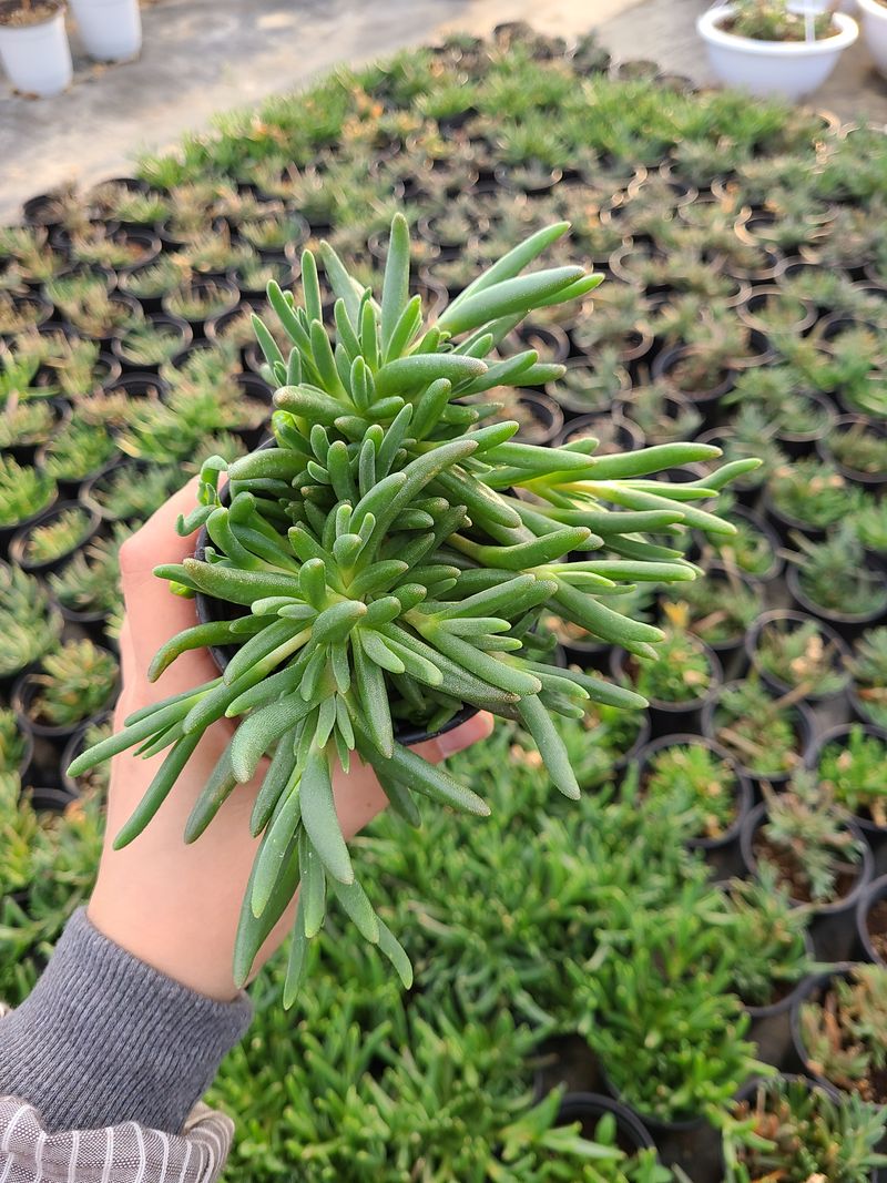 백구수국님의 장터 판매 상품 [송엽국(10개) 묶음 판매합니다(판매중단)] 첨부 사진