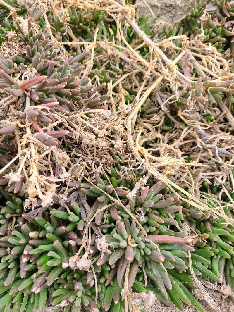 백구수국님의 장터 판매 상품 [송엽국(10개) 묶음 판매합니다(판매중단)] 첨부 사진