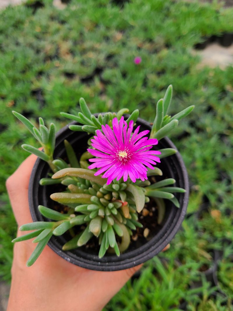 백구수국님의 장터 판매 상품 [송엽국(10개) 묶음 판매합니다(판매중단)] 첨부 사진