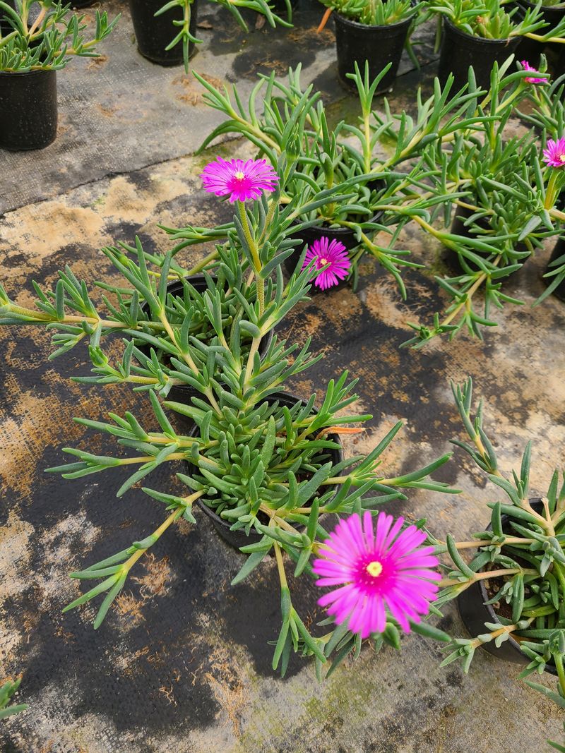 백구수국님의 장터 판매 상품 [송엽국(10개) 묶음 판매합니다(판매중단)] 첨부 사진
