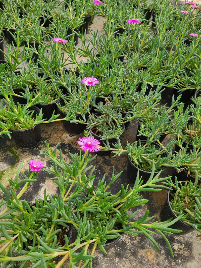 백구수국님의 장터 판매 상품 [송엽국(10개) 묶음 판매합니다(판매중단)] 첨부 사진