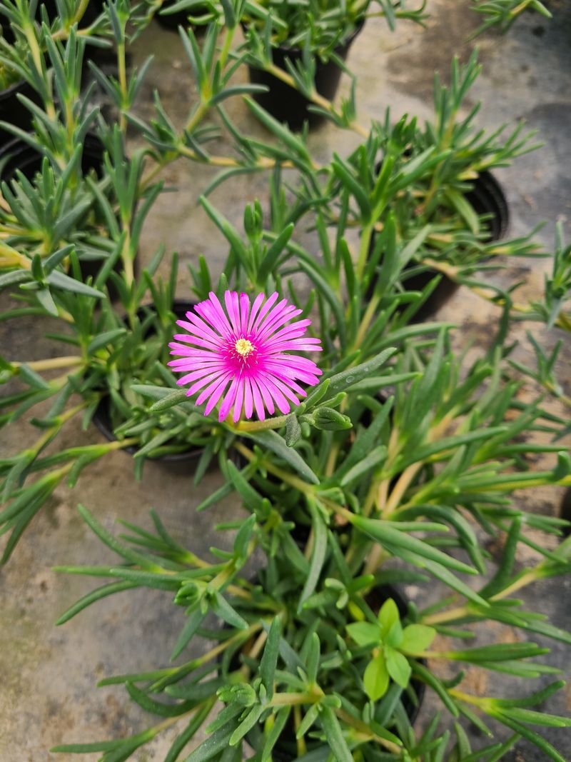 백구수국님의 장터 판매 상품 [송엽국(10개) 묶음 판매합니다(판매중단)] 첨부 사진