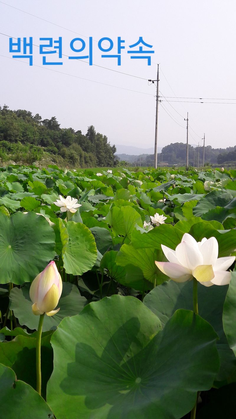 백련지기님의 장터 판매 상품 [연근 ] 첨부 사진