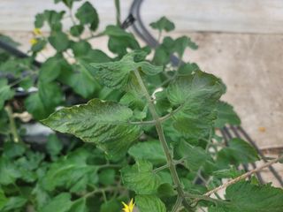 우지운님의 기타작물 · 병해충상담 작성글 사진