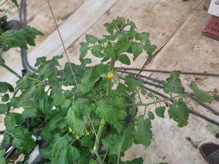 우지운님의 기타작물 · 병해충상담 작성글 사진