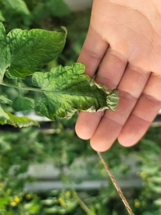 우지운님의 기타작물 · 병해충상담 작성글 사진