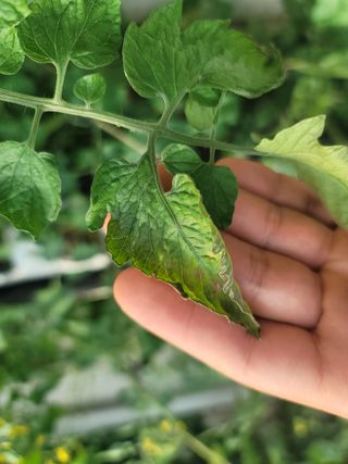 우지운님의 기타작물 · 병해충상담 작성글 사진