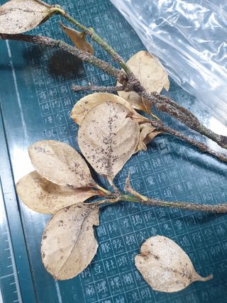 한농농약종묘사님의 기타작물 · 병해충상담 작성글 사진