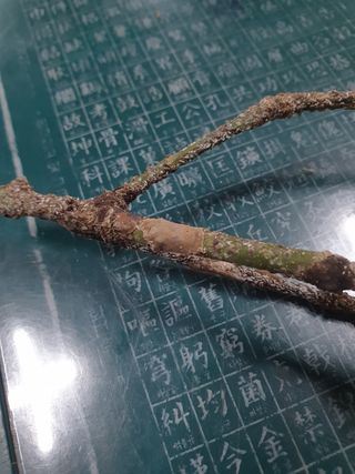 한농농약종묘사님의 기타작물 · 병해충상담 작성글 사진