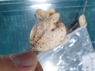 한농농약종묘사님의 기타작물 · 병해충상담 작성글 사진