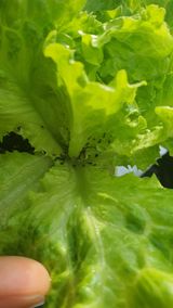 팜모닝 상추·병해충상담 게시글 이미지