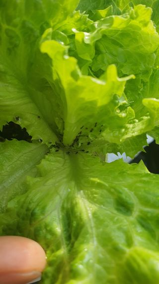 8월에심을수있는작물님의 상추 · 병해충상담 작성글 사진