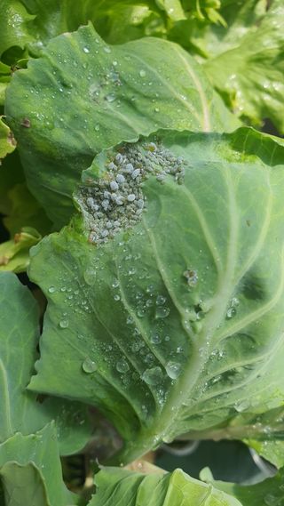 8월에심을수있는작물님의 상추 · 병해충상담 작성글 사진