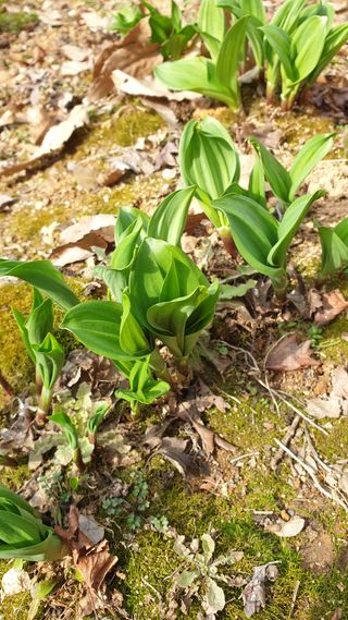마늘양파참님의 마늘 · 일상 작성글 사진