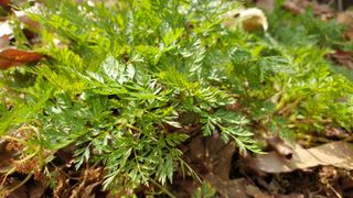 마늘양파참님의 마늘 · 일상 작성글 사진