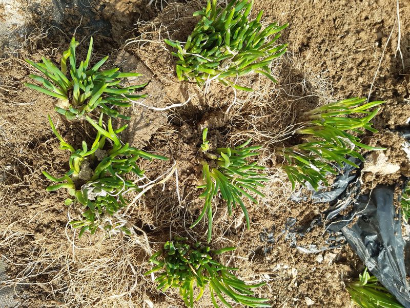 삼성농산님의 장터 판매 상품 [달래파 모종판매합니다] 첨부 사진