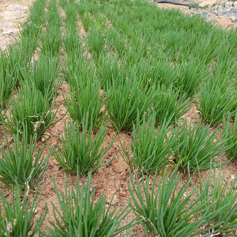 삼성농산님의 장터 판매 상품 [(매진)달래파 모종판매합니다] 첨부 사진