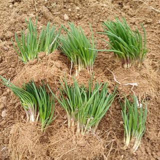 삼성농산님의 작성글 사진