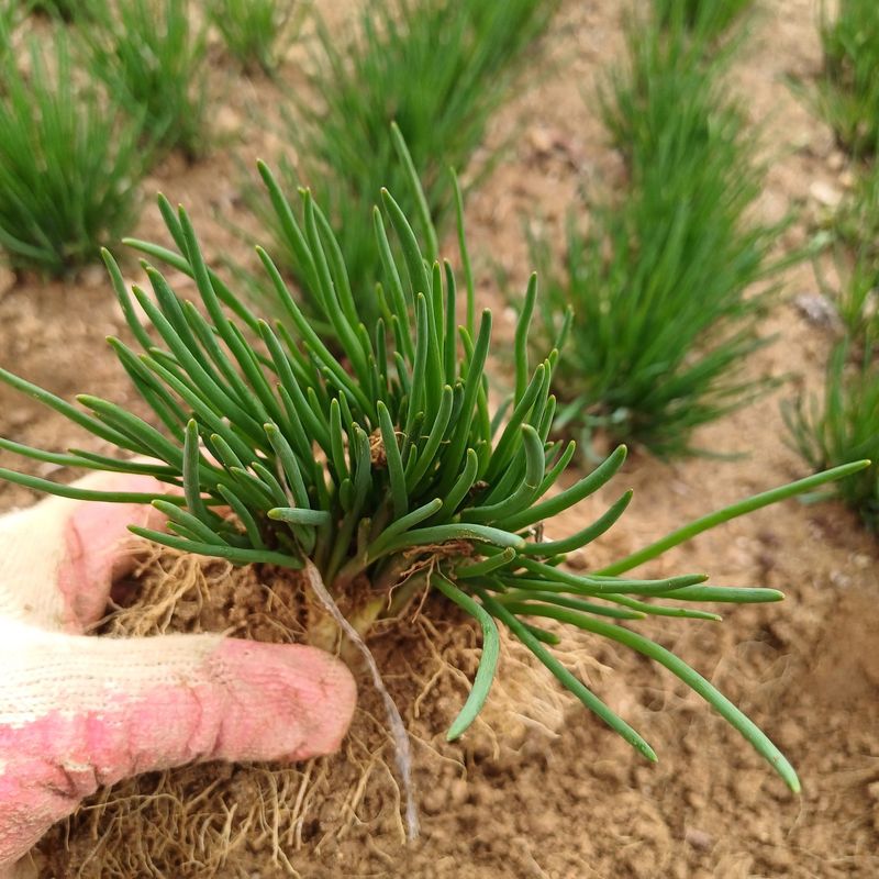 삼성농산님의 장터 판매 상품 [(매진)달래파 모종판매합니다] 첨부 사진