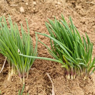 삼성농산님의 작성글 사진