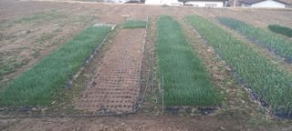 전원생활의여유님의 작성글 사진