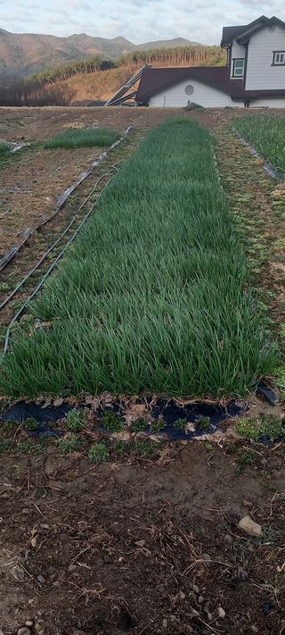 전원생활의여유님의 작성글 사진