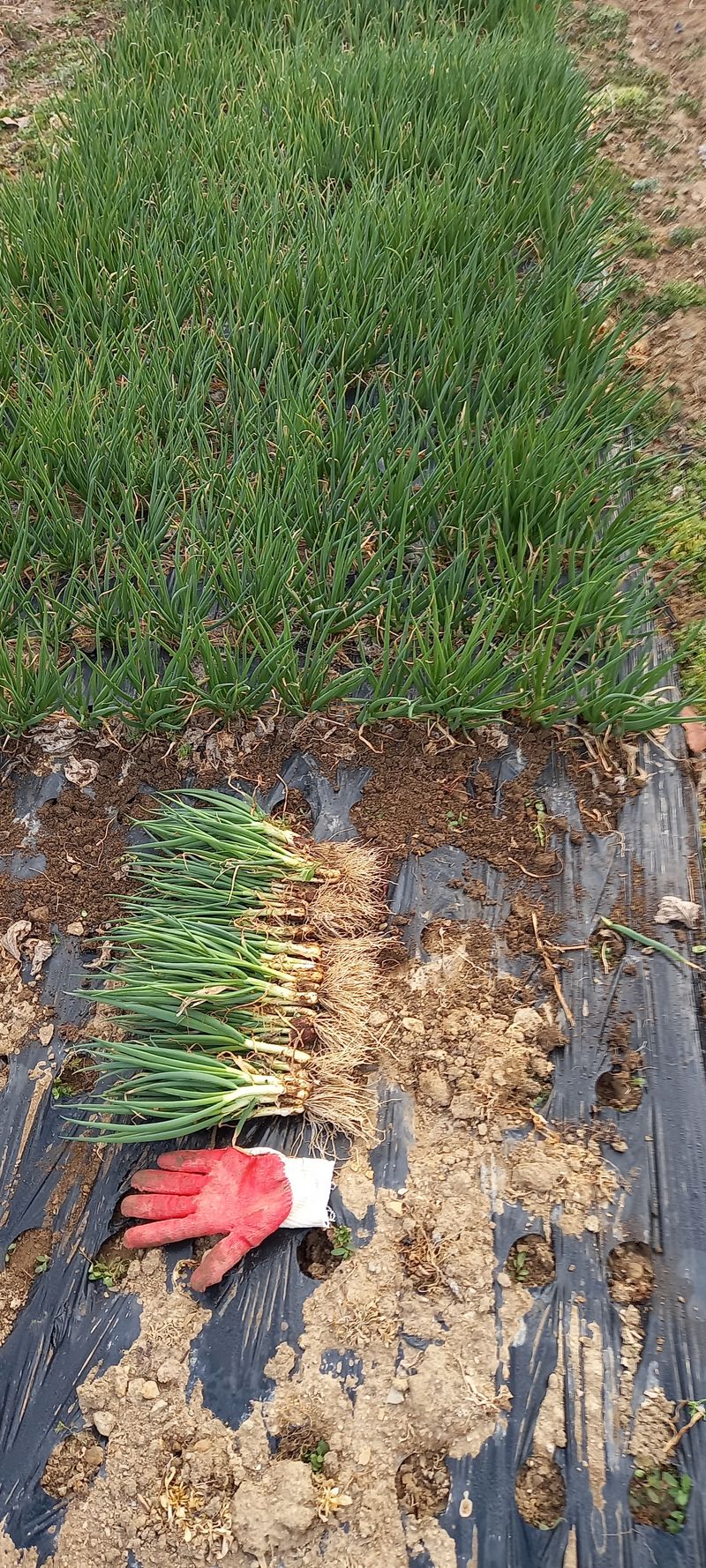 전원생활의여유님의 장터 판매 상품 [쪽파 2Kg 한단] 첨부 사진