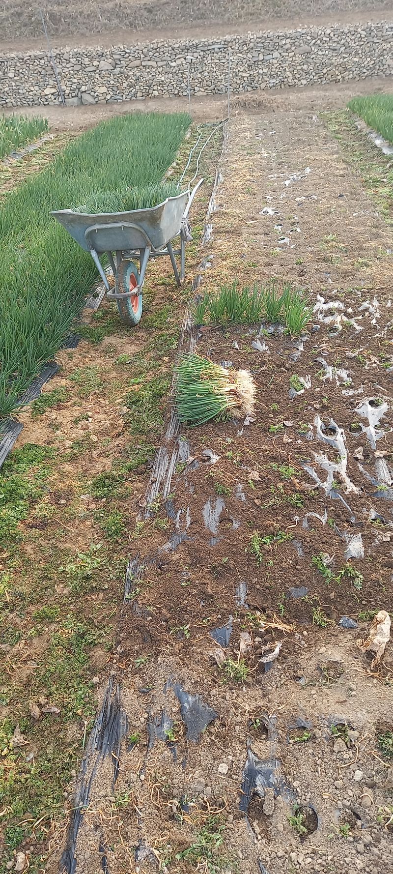 전원생활의여유님의 장터 판매 상품 [쪽파 2Kg 한단] 첨부 사진
