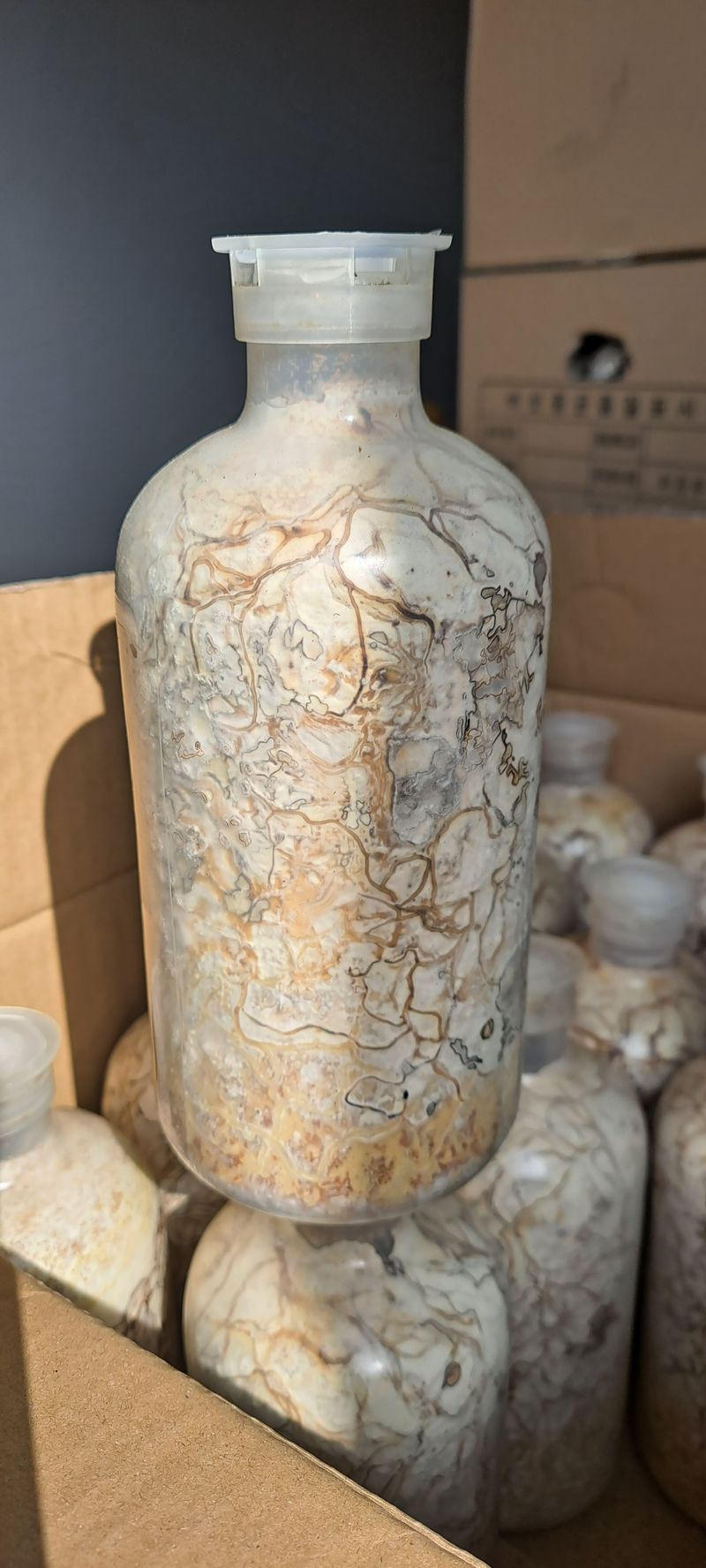 장터 상품 [천마종균 필요하신분] 썸네일